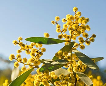 Acacia Wildflowers