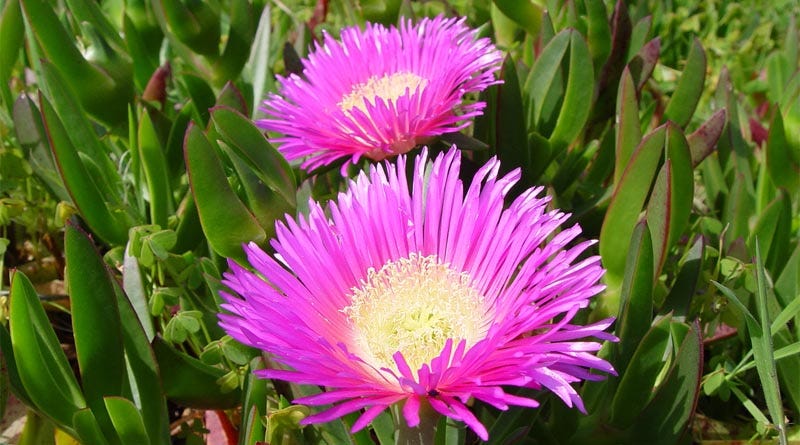 Moongar Pigface Wildflowers
