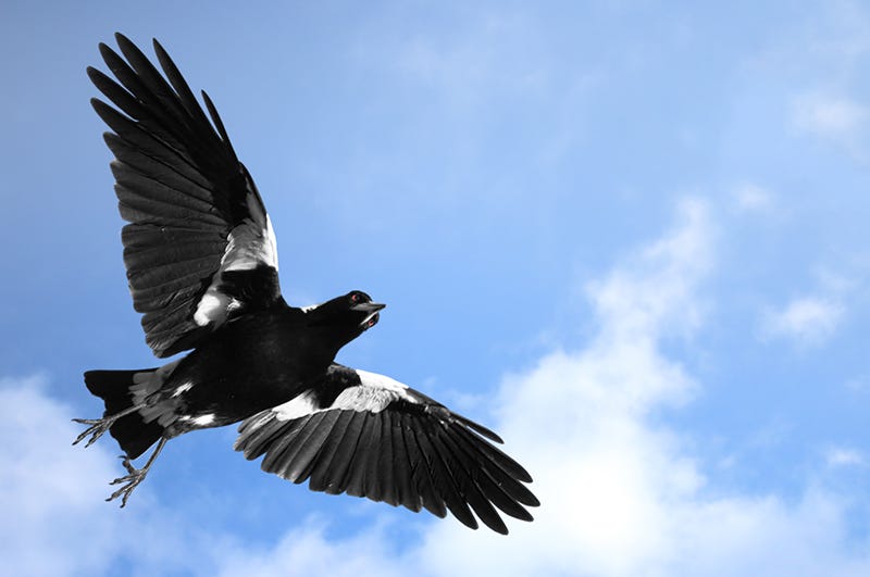 A Magpie Swooping